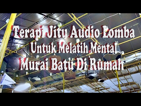 VIDEO : terapi jitu audio lomba untuk melatih mental murai batu di rumah - terapi mentalterapi mentalmurai batubisa di lakukan di rumah. ...
