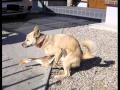CACHORROS ENGRAÇADOS