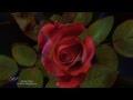 ✿❤✿ Michel Pépé  - La Rose Magnifique - Elixir d'Amour