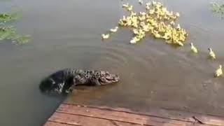 Crocodile Try To Eat Little Ducks