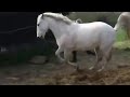 Animal Attacks Compilation 2014 18 Only Gruesome images Animal Attacks Compilation 2014 18 Only Gruesome