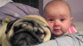 Animaux mignons et bébés vivre ensemble Compilation 2015
