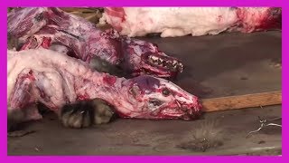 China's Cruel Fur Industry