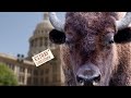 Animation: Bison Now Protected Under Texas Livestock Law