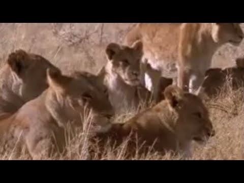 Lions vs antelope - BBC wildlife
