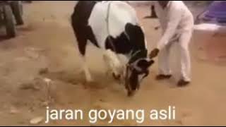 Via vallen mp3 - jaran goyang .