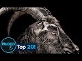 Top 20 Terrifying Horror Movie Animals