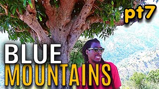 Kino Talking With Blue Mountains Coffee Farmers (Pt7) | EP695 | JAMAICA GOOD LIFE