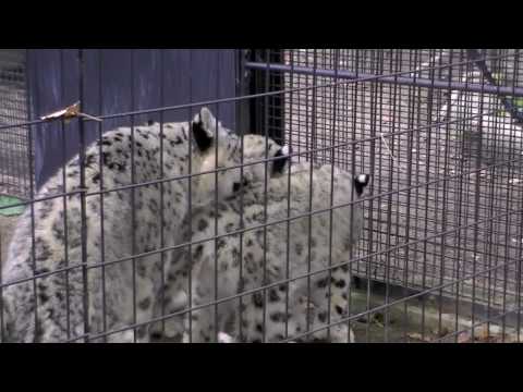 ユキヒョウの威嚇（円山動物園） ~Snow Leopard~