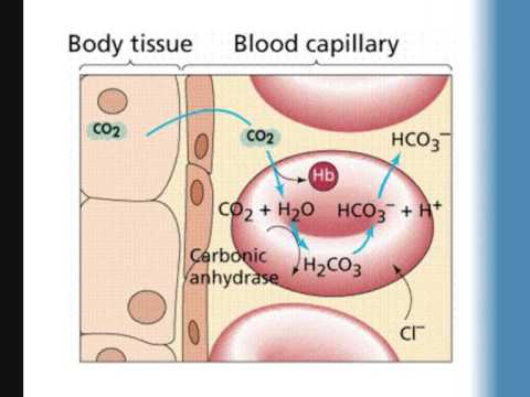 Transport of Respiratory Gases - YouTube