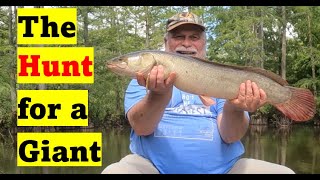 How To Catch Bowfin