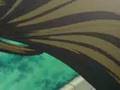 bleach jump festa Video
