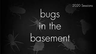 Bugs In The Basement - Pediculus Humanus aka The Body Louse