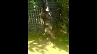 Crazy Dog Going Nuts With Rope Swing