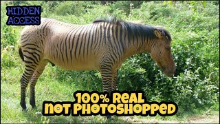 18 Hybrid Animals That Actually Exist 18 Hewan Hibrida Asli