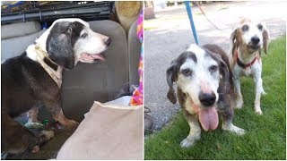 Old Dog who Lost His owner found a forever home