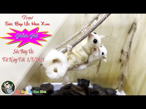 Giảm Giá Sóc Bay ÚC Từ Nay Tới 1/5/2021 👉 Báo giá từng loại sóc bay úc (Trại sóc bay úc Heo Xinh)