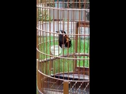 VIDEO : video terbaru !!! kicauan merdu burung anis macan/anis ampenan super gacor. - karakter suara burungkarakter suara burunganis macandikatakan bahwa ngerolnya kombinasi antara anis merah dan anis kembang. namun katanya  ...
