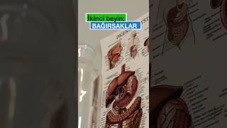 İkinci Beyin Bağırsaklar