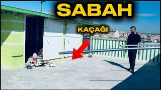 Kümesi̇n Önünde Bi̇zi̇ Bekli̇yor Kacak Güverci̇n