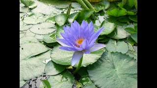 Lotus çiçeği saksıya dikimi ve bakımı / Planting and care of Lotus flower in pot