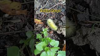 Schöne Farbige Raupe