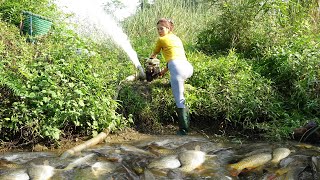 Fishing Technology - The Girl Use A Pump To Suck Water Out Of The Lake - Harvesting Many Big Fish