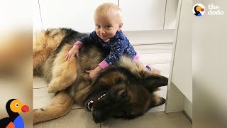 Big Dog Loves His Little Baby Girl | The Dodo Big Dog Loves His Little Baby Girl | The Dodo