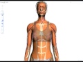 google body browser