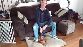 Smart Dog's Lodge and Learn Helps Hunter Greet Others With Manners