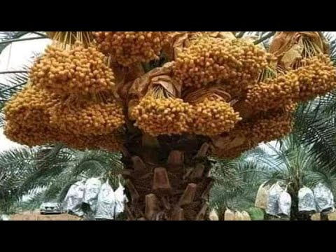 Pembibitan Kurma Sukari yang subur ,berbuah lebat