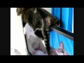 薄型テレビの上に今日も乗る猫