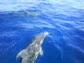 Delfines en Formentera-Eivissa