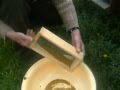 harvesting the bee pollen IN ROMANIA