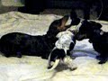 Underground Wiener Dog Fights To Death images Underground Wiener Dog Fights To Death