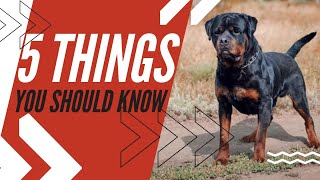 Rottweiler Discover 5 Amazing Facts You Need To Know