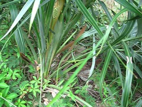 Header of Allagoptera campestris