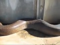 Large Snake bites camera man prank