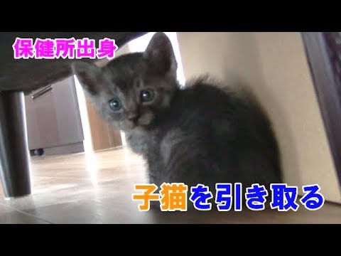 【File.1】保健所から子猫を引き取りました