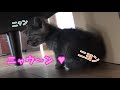 【File.1】保健所から子猫を引き取りました