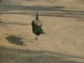 Ran Pea Ran images Ran Pea Ran
