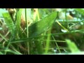 Farm for the Future - BBC Dokumentary 2009