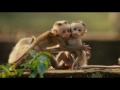 poster Watch Monkey Kingdom Movie Free Movie4k