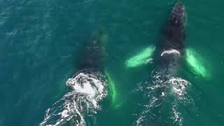 Did You Know That Female Humpback Whales Have Best Friends?