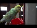 可愛いぴよ太郎☆