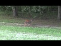 Trophy Whitetail Deer w/ Benjamin Rogue .357