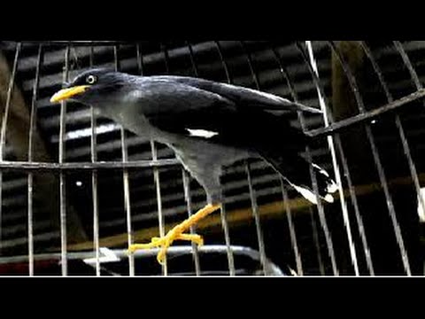 VIDEO : video kicau burung jalak kebo - video kicau burung jalakkebo, mantap suaranya . . . . ...