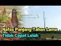 Tips Melatih Nafas Merpati Agar Tidak Cepat Lelah
