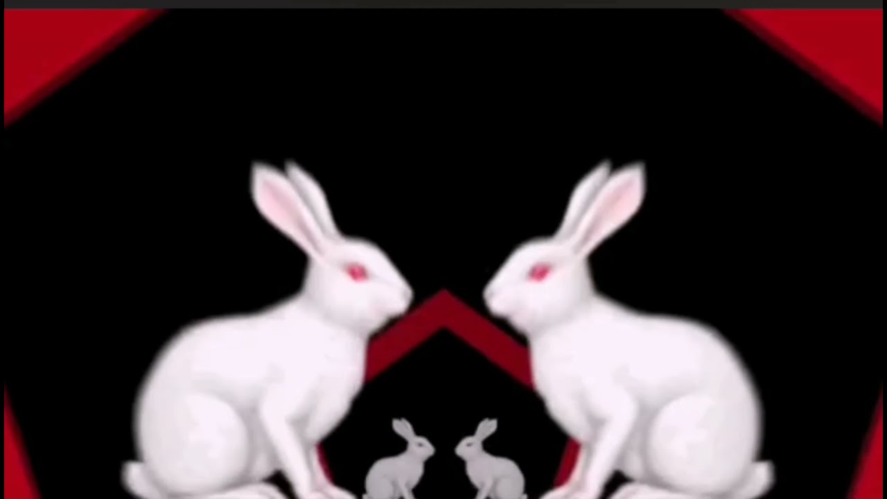 Kinky rabbit club