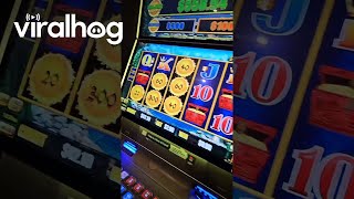 Dachshund Has Beginner's Luck At Casino || Viralhog